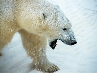 Polar Bear HD Photo Sa Wallpaper