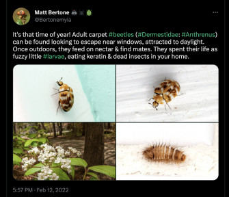 Carpet Beetles Life Cycle Wallpaper