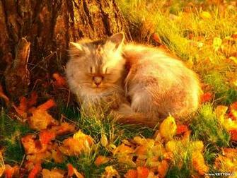 Pin Autumn Cat Animal Fall Leaves Pet