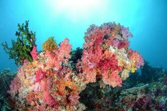 Sea Water Coral Fish Underwater Color Ocean Wallpaper