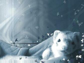 Ferret Wallpaper By Kithlin