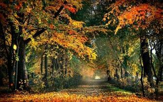 Wallpaper High Definition Desktop Background