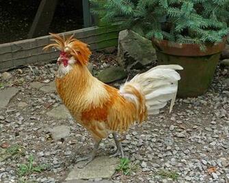 Amazing Worlds Tour Fancy Roosters And Hens HD Wallpaper