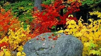 Autumn Fall Foliage Leaves Rock Adirondack Mountains Wallpaper