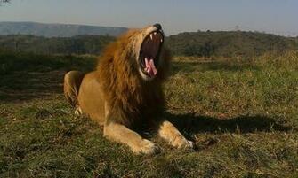 Lions Roar High Quality And Resolution Wallpaper On