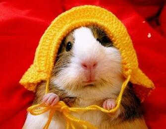 Admin Pictures Cute Guinea Pigs