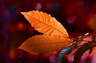 Autumn Colour Leaf 5k Wallpaper HD Nature 4k Image Photos And