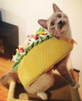 Top Halloween Pet Costumes Of Bunow Bloomsburg