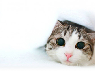 Cat Wallpaper