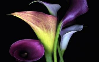 The Pure And Sincere Calla Lilies Wallpaper Flower