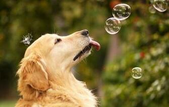 Dog Blackberry Wallpaper Background Theme Apps Games And