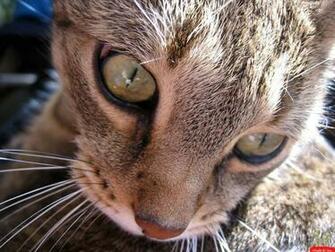 Amazing Wild Cat HD Wallpaper
