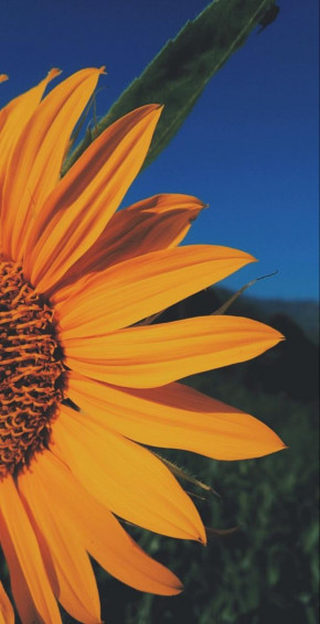 Sunflower Wallpaper Nature Flowers iPhone