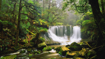 Rainforest Background Wallpaper