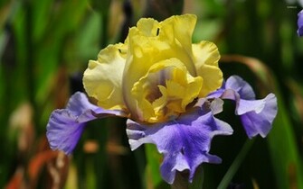Iris Wallpaper Flower