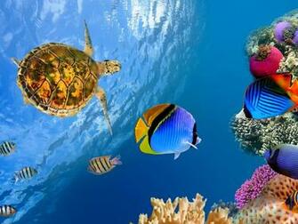Underwater Landscape 4k Ultra HD Wallpaper Net