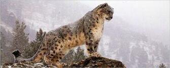 Wallpaper And Screensavers Big Cats