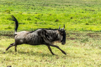 Galloping Wildebeestin Grassland Wallpaper
