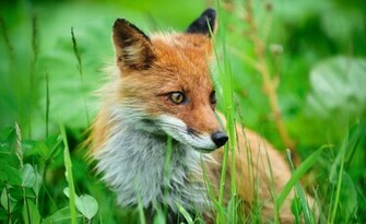 HD Fox Desktop Wallpaper Ventube
