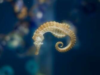 Cavalo Marinho Hippocampus HD Walls Find Wallpaper