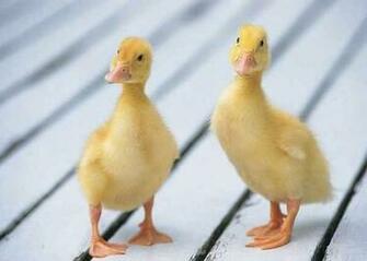 Baby Chicks3