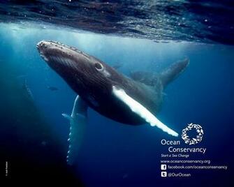 Humpback Whale Wallpaper Records