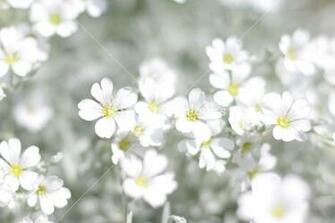 White Spring Flowers Field Springtime Background Royalty