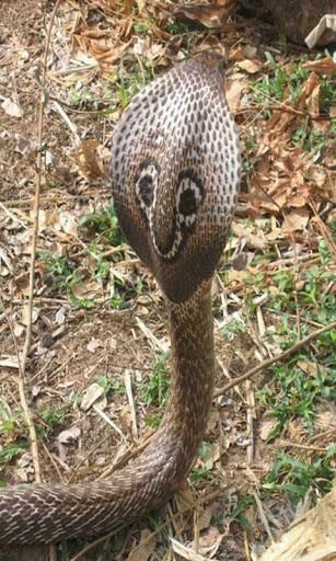 Get These Amazing Live Wallpaper Great Snake Pics For Your Phone S