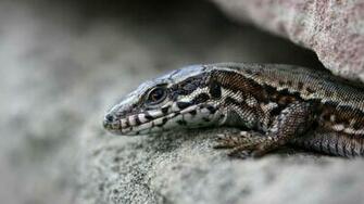 Lizard HD Wallpaper High Quality