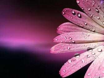 Pink Flow Mouse Attractive Tree Elegant Nature Fog