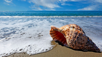 Wallpaper Ocean 5k 4k 8k Sea Shell Sky Shore