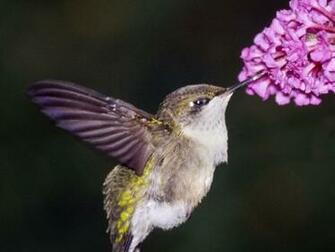 Hummingbird Wallpaper
