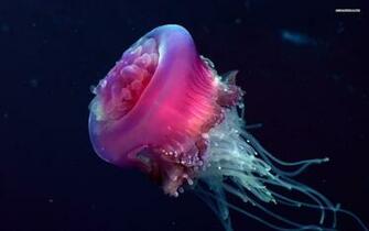 Awesome Jellyfish Widescreen Wallpaper Compute Cool