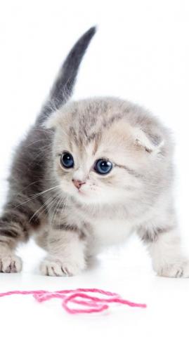 Kitten Ball Thread White Background iPhone Wallpaper