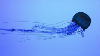 Jellyfish Wallpaper