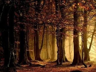Autumn In The Forest Wallpaper Wide HD