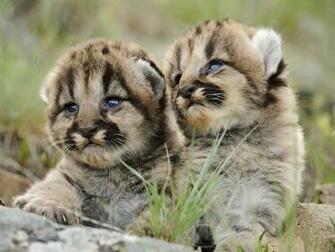 Mountain Lion Wallpaper Background HD