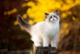 Ragdoll Kitten HD Wallpaper Background Image Id