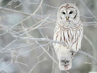 Snowy Owl Wallpaper Screensavers