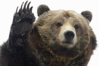 Grizzly Bear Wallpaper Image Photos Pictures Background