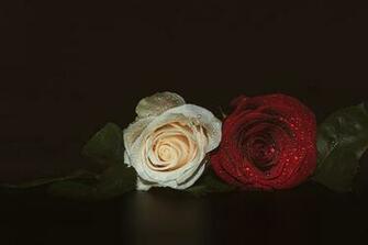 A Close Up Macro Shot Of Two Roses Ceremonial Background With