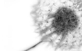 Black And White Dandelion Google Wallpaper
