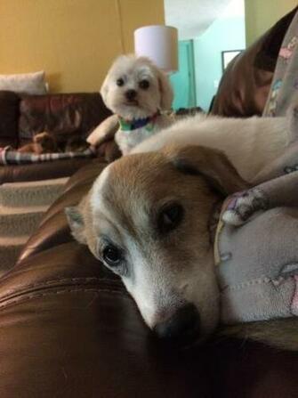 Sneaky Background Blop