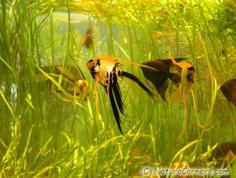 Aquarium Fish