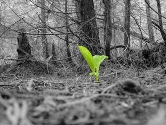Plant New Life By Dj Pynguin