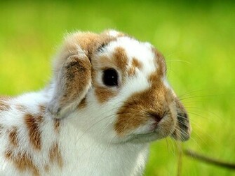 Cute Easter Bunny Rabbit Pictures Christian Wallpaper
