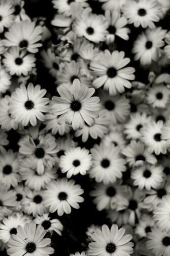 Black And White Flowers iPhone Wallpaper 4s