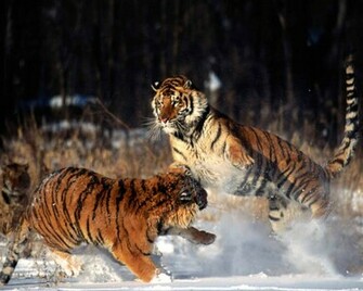 Hq Wallpaper Siberian Tiger