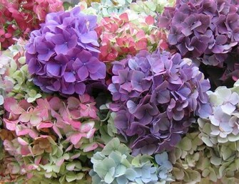 Hydrangea Wallpaper HD Jpg