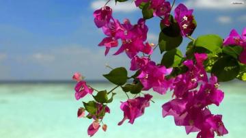 Summer Flowers Wallpaper And Make This